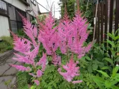 バロ様 リクエスト 3点 まとめ商品