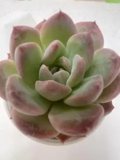 かなさん！様 リクエスト 3点 まとめ商品