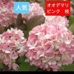 専用 桃色オオデマリジェミニ挿し木用挿し穂 ビバーナムガーデニング