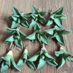 A391 특선 아가베 티타노타 골든 토드 익스트림 스트롱 스파인 프론트 스파인 백 스파인 익스트림 10 스트링 포함