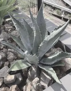 2025年最新】プロトアメリカーナの人気アイテム - メルカリ