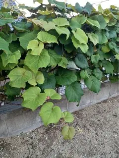 かおリン様 リクエスト 4点 まとめ商品