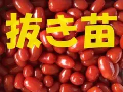 抜き苗　3株　甘味がギュット詰まったミニトマトのアンジェレ　家庭菜園チャレンジのサムネイル