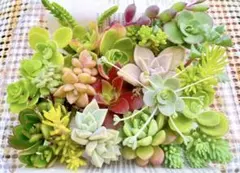 O.おまかせ 多肉植物 カット苗セット 寄せ植え 詰め合わせ