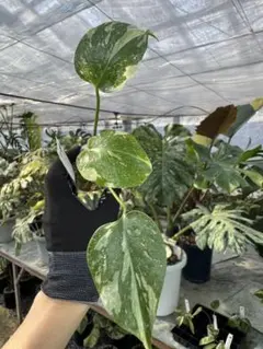 こーじ様 リクエスト 2点 まとめ商品