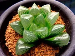 多肉植物　ハオルチア　　　グリーングラス　707のサムネイル