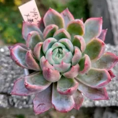 2025年最新】毒リンゴ 多肉の人気アイテム - メルカリ