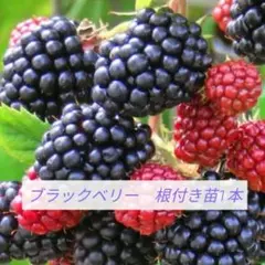 ブラックベリー　根付き苗　1本