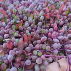 ルビーネックレス 多肉植物 多肉植物　ルビーネックレス　梱包込み75g 45gの通販 まつ｜ラクマ by その他多肉植物