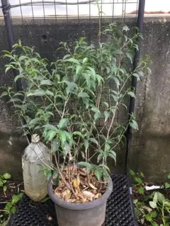 80センチ　エゾハスカップ苗木 ☆防虫対策済み☆ 80センチ エゾハスカップ苗木 ☆防虫対策済み☆ - メルカリ