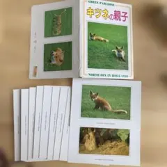 北海道キツネの親子 ポストカードセット