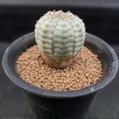 専用　陶器入り　オベサ　オベサ　美模様　幅7.4cm 　ホリダ　信楽焼 オーバル皿 25cm OVL042 アーティチョーク オリーブ マヨリカ焼き