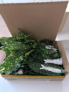 斑入りアオキ 雌■パケットプラス箱いっぱい！■生け花、差し木、ナナフシの食草に！