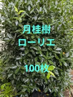月桂樹 ローリエ 100枚