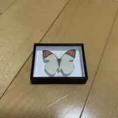 2026年最新】ツマベニチョウの人気アイテム - メルカリ