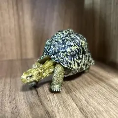 いきもの大図鑑　ヒョウモンガメ　ガチャ