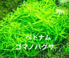 10本 ベトナムゴマノハグサ 水中葉 匿名・追跡・補償あり