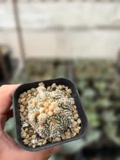 サボテン　スーパーカブト　3株セット❗大株❗特白❗　⑩ サボテン スーパーカブト 3株セット❗大株❗特白❗ ⑩ - メルカリ