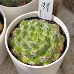 おーはる様 リクエスト 2点 まとめ商品