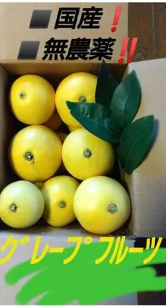 ☘️南国の山ちゃん様専用 ◼️国産グレープフルーツ■無農薬　100サイズ