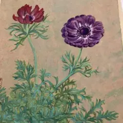 絵画】ボタニカルアート 「アネモネ」原画 - メルカリ