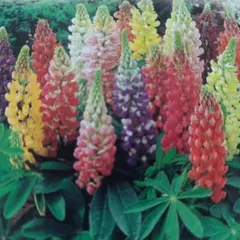 花の種　ルピナスミックス＋ネモフィラブルー