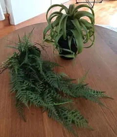 観葉植物 フェイクグリーン Brown. ブラウン キセログラフィカ ファーン