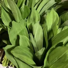 行者にんにく 2025年採り種10g(約900粒) 貴重な山菜を栽培【精選種子