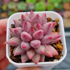 きみちゃん♪様 リクエスト 2点 まとめ商品