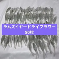 ラムズイヤー ドライフラワー　リーフ　花材 素材 葉っぱ 80枚　15番