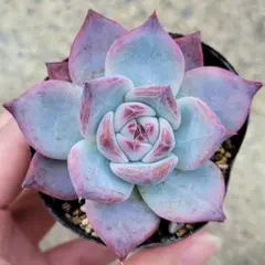 ②オーズプランツさん苗4点セット札付きポットごとメルカリ便バラ売り不可 2025年最新】第4種郵便の人気アイテム - メルカリ