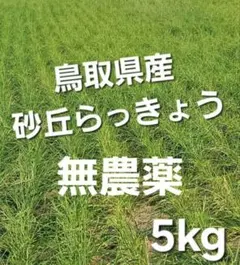 超メルカリ市限定♡5kg 栃木のお米！ゆうだい21 - メルカリ