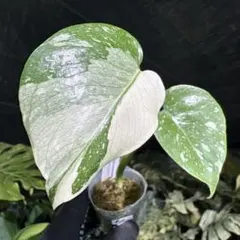 2026年最新】モンステラ斑入りの人気アイテム - メルカリ