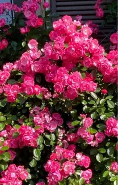 ミッキー様 リクエスト 3点 まとめ商品