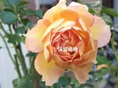 確認用】ニメット バラ苗 接木長尺苗 5号鉢植え 他3苗 薔薇 苗 - メルカリ