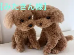 みたきん様