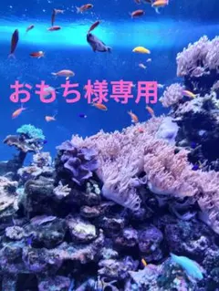 おもち様専用ページ