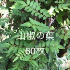 제비꼬리나비 먹이 유충, 산초 잎 60장 ②