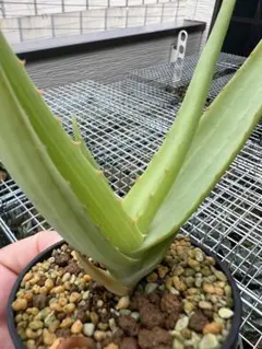 ※引き取り限定　特大アロエ バンバレニー 引き取りの方値下げ致します‼︎ 特大アロエ バンバレニー