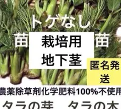 ミックス　地下茎　トゲなし　タラの木　タラノキ　タラの芽　山菜　無肥料自然栽培のサムネイル