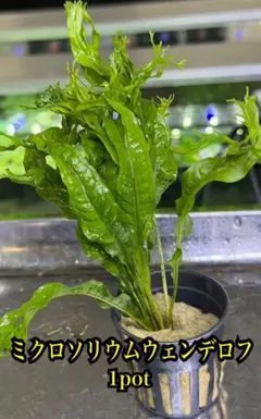 ミクロソリウムウェンデロフ　1pot 水草　水上葉　メルカリ便のサムネイル