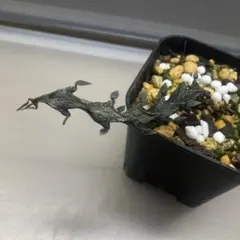 ✨️セロペギア ボッセリ✨️メルカリ便発送✨️のサムネイル