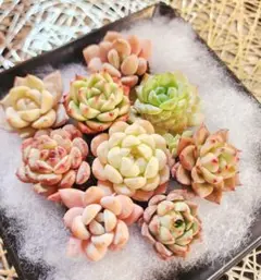 多肉植物 寄せ植え用 韓国苗(土・根付き)9種 k-13
