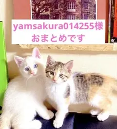 yamsakura014255様 リクエスト 4点 まとめ商品