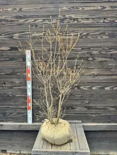 2025年最新】ミツバツツジの人気アイテム - メルカリ