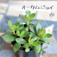 ことり子様 リクエスト 4種6点 まとめ商品