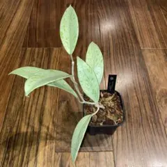 ホヤ カルノーサ アルゲンティアプリンセス【現品タグ鉢付・メルカリ便