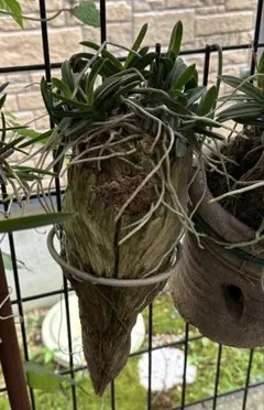 cova様 リクエスト 2点 まとめ商品