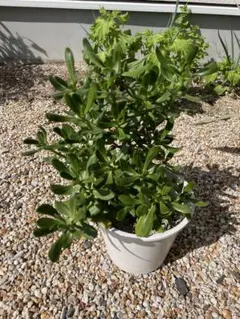 Sedum Dendroideum セダム デンドロイデウム 初心者にバッチリのサムネイル