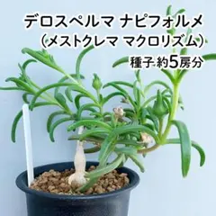 【自家採取種子】デロスペルマ ナピフォルメ（塊根メセン） 25のサムネイル